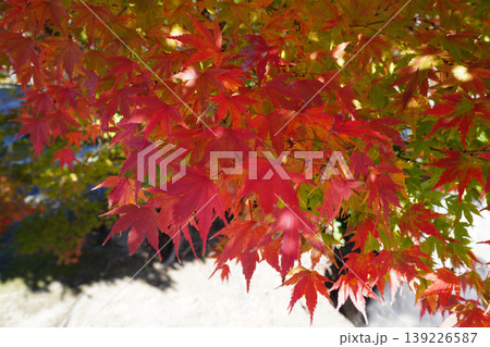 真っ赤な楓の紅葉 真っ赤な楓の紅葉 139226587