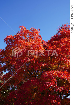真っ赤な楓の紅葉 139226590
