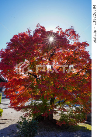 真っ赤な楓の紅葉 真っ赤な楓の紅葉 139226594