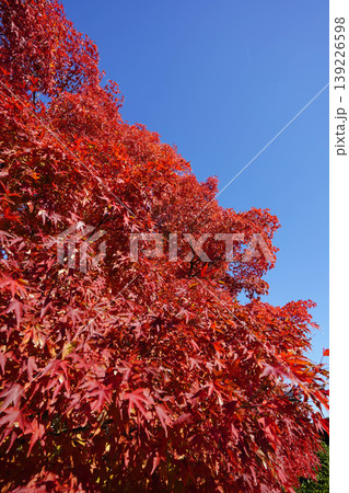 真っ赤な楓の紅葉 139226598