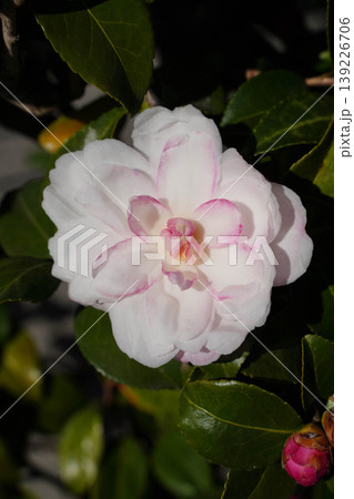 白い椿の花 白い椿の花 139226706