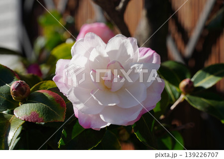 白い椿の花 白い椿の花 139226707