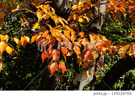 桜の赤く紅葉した葉 桜の赤く紅葉した葉 139226708