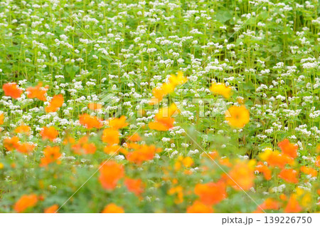 キバナコスモスと蕎麦の花 139226750
