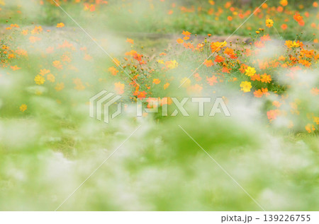 キバナコスモスと蕎麦の花 キバナコスモスと蕎麦の花 139226755