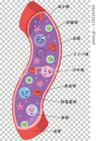 Various cell types in blood vessels (with names) Various cell types in blood vessels (with names) 139226760