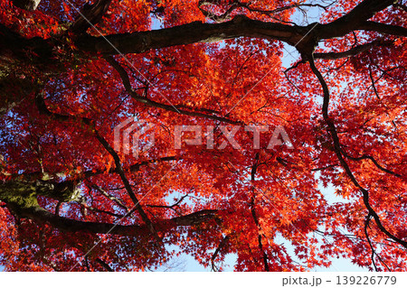 真っ赤に紅葉した楓の葉 139226779