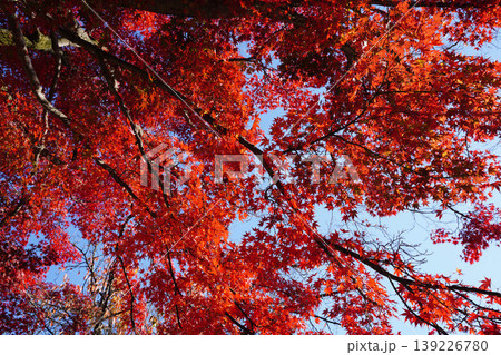 真っ赤に紅葉した楓の葉 真っ赤に紅葉した楓の葉 139226780