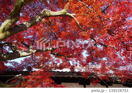 真っ赤に紅葉した楓の葉 真っ赤に紅葉した楓の葉 139226781