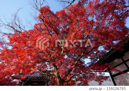 真っ赤に紅葉した楓の葉 139226783