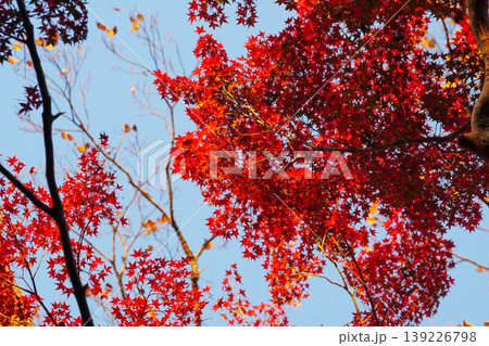 真っ赤に紅葉した楓の葉 真っ赤に紅葉した楓の葉 139226798
