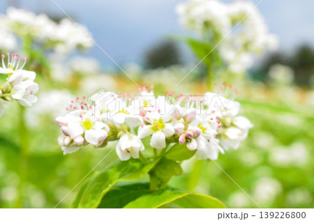 蕎麦の花 蕎麦の花 139226800