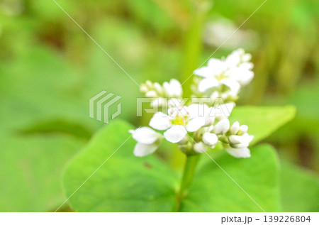 蕎麦の花 蕎麦の花 139226804