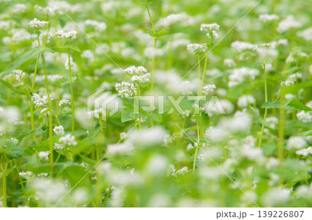 蕎麦の花 蕎麦の花 139226807