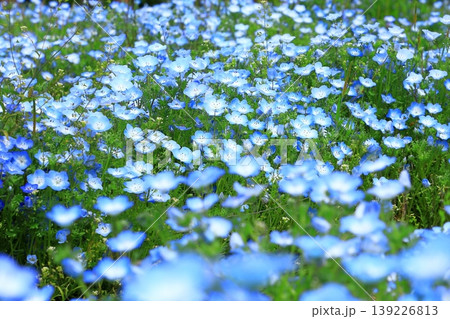 ネモフィラの花 139226813