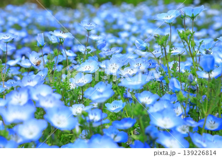 ネモフィラの花 139226814