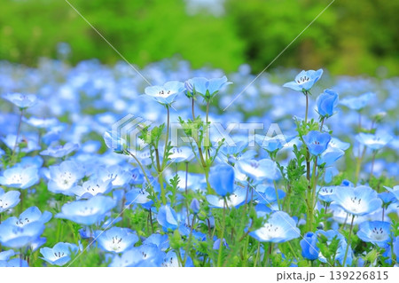 ネモフィラの花 139226815