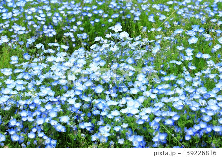 ネモフィラの花 139226816