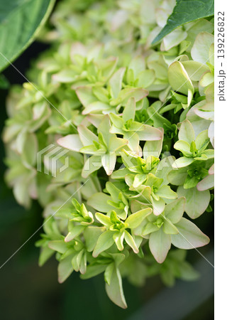 黄緑色に色づく初夏のアジサイ 黄緑色に色づく初夏のアジサイ 139226822