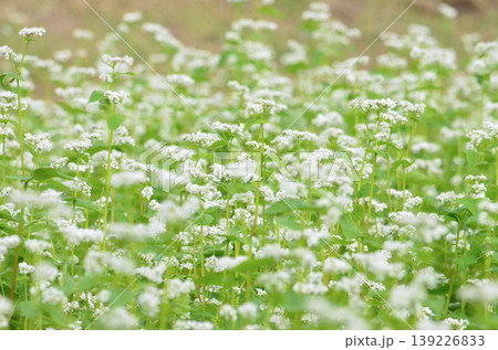 蕎麦の花 蕎麦の花 139226833