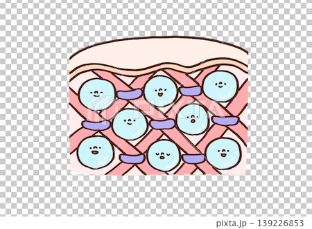 真皮でコラーゲンとエラスチンが支えヒアルロン酸が潤す肌のメカニズムの図解イラスト 真皮でコラーゲンとエラスチンが支えヒアルロン酸が潤す肌のメカニズムの図解イラスト 139226853