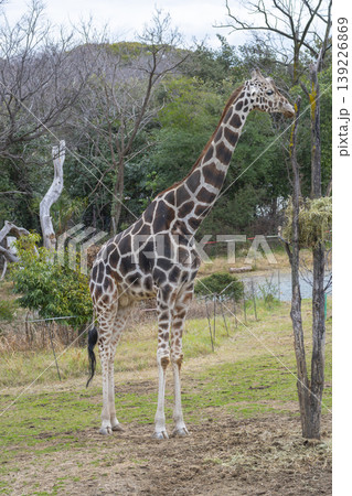 天王寺動物園　キリン 139226869