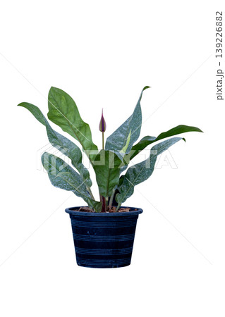 Top view of Anthurium 'Marie' (Anthurium), focus selective Top view of Anthurium 'Marie' (Anthurium), focus selective 139226882
