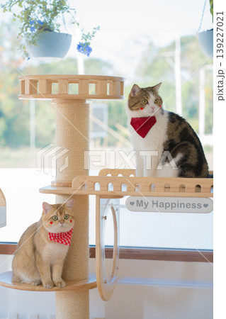 pet care concept with british and scottish cat play and fun in cat house pet care concept with british and scottish cat play and fun in cat house 139227021