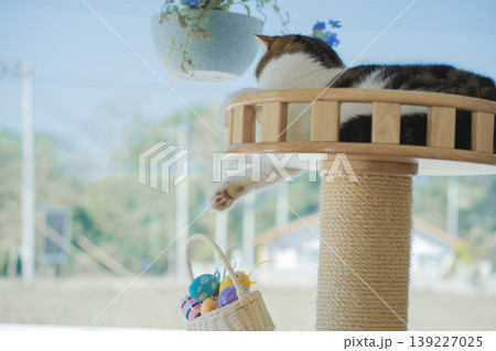 easter holiday concept with scottish cat play colorful egg put in basket and put on table easter holiday concept with scottish cat play colorful egg put in basket and put on table 139227025