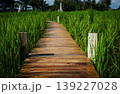 Wooden Path Through Rice Fields: A rustic wooden path meanders through vibrant green rice fields under a clear sky, inviting exploration and offering a serene journey into nature's embrace. 139227028