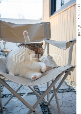 happy and relax concept with scottish cat play on camping chair in the garden on the morning 139227031