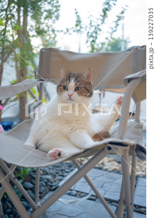 happy and relax concept with scottish cat play on camping chair in the garden on the morning happy and relax concept with scottish cat play on camping chair in the garden on the morning 139227035