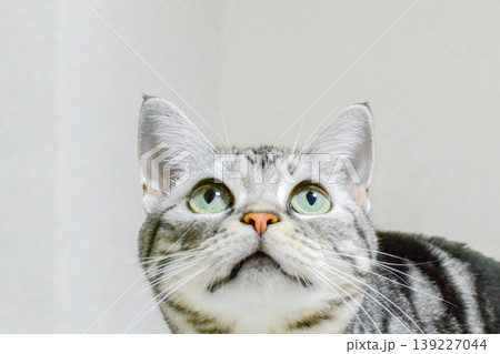 上目遣いの猫 139227044