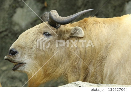 ゴールデンターキンの横顔（希少動物・野生動物イメージ） 139227064