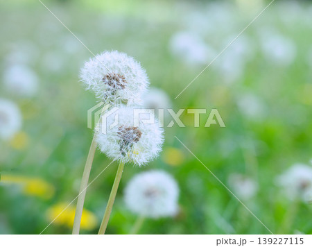白いタンポポの綿毛 139227115