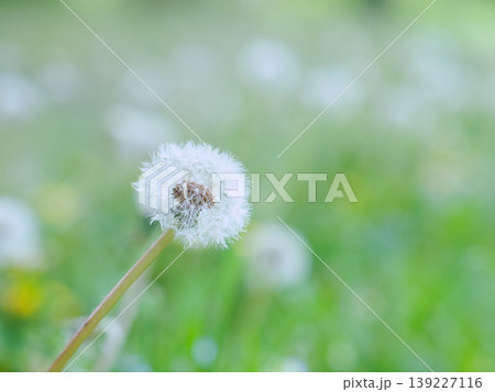 春の野原に咲くタンポポの冠毛 139227116