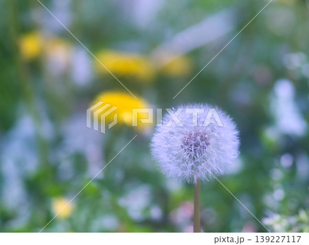 春の野原に咲くタンポポの冠毛 139227117