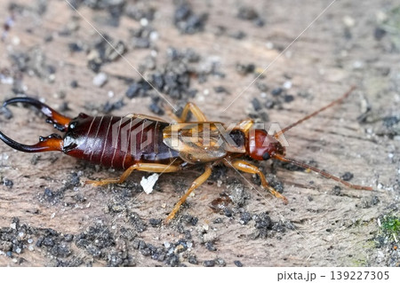 Close-up of a common European earwig insect with prominent pincers, resting on a textured wooden surface outside in nature Close-up of a common European earwig insect with prominent pincers, resting on a textured wooden surface outside in nature 139227305