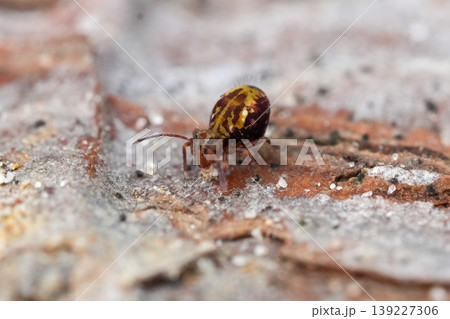 Closeup on a colorful small Springtail Collembola species, Dicyrtomina saundersi on a piece of wood Closeup on a colorful small Springtail Collembola species, Dicyrtomina saundersi on a piece of wood 139227306
