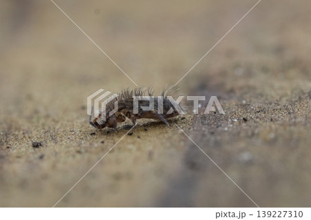 Lateral extreme macro closeup on a hairy, spooky microscopic springtail, Orchesella villosa 139227310