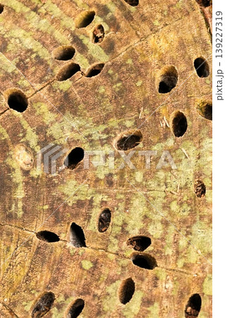 Abstract texture of weathered tree stump surface with numerous boreholes, earthy tones, natural light Abstract texture of weathered tree stump surface with numerous boreholes, earthy tones, natural light 139227319