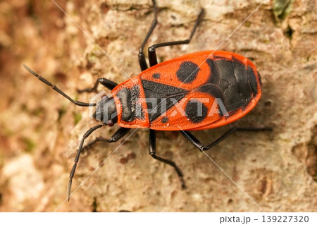 Vibrant Red and Black Firebug, Pyrrhocoris apterus, on Tree Bark, Close-Up Macro View of Nature's Small Creatures Vibrant Red and Black Firebug, Pyrrhocoris apterus, on Tree Bark, Close-Up Macro View of Nature's Small Creatures 139227320