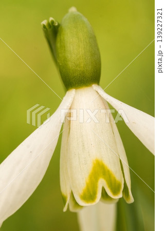Close-up of a delicate white Snowdrop flower, Galanthis nivealis with green accents, blooming in natural outdoor setting 139227321