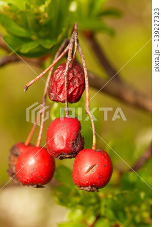 Closeup on a vibrant red firebug, Pyrrhocoris apterus basking on the trunk of a linden tree Closeup on a vibrant red firebug, Pyrrhocoris apterus basking on the trunk of a linden tree 139227323