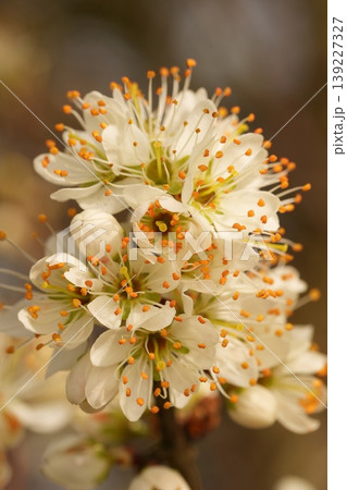 Delicate white Blackthorn blossoms, Prunus spinosa on a branch, showcasing the beauty of spring bloom and nature's awakening 139227327