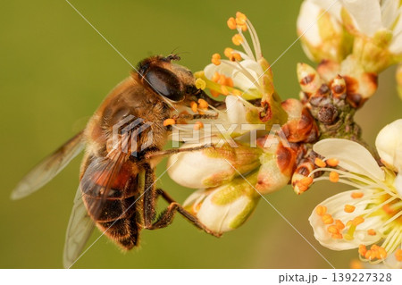 Closeup on a dronefly, Eristalis tenax feeding on white blossoming Blackthorn flowers , Prunus spinosa Closeup on a dronefly, Eristalis tenax feeding on white blossoming Blackthorn flowers , Prunus spinosa 139227328