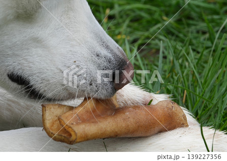 Close-up of a white husky dog chew on an animal treat outdoors, showcasing a happy and healthy pet Close-up of a white husky dog chew on an animal treat outdoors, showcasing a happy and healthy pet 139227356