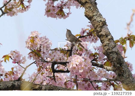 桜の花とウグイス 桜の花とウグイス 139227359