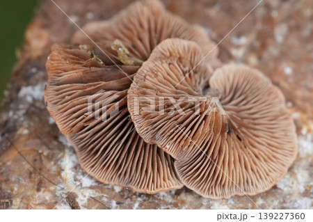 Closeup on the small Wood Oysterling mushroom, Deconica horizontalis growing on wood Closeup on the small Wood Oysterling mushroom, Deconica horizontalis growing on wood 139227360