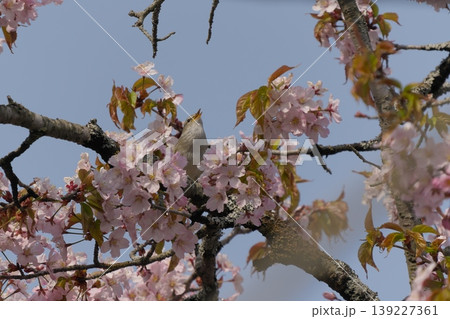 桜の咲いてる木に止まり鳴いているウグイス 桜の咲いてる木に止まり鳴いているウグイス 139227361
